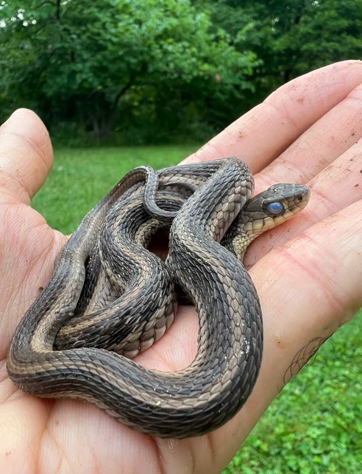 Eastern Garter Snake